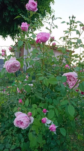  - Gradina Iulie 2017