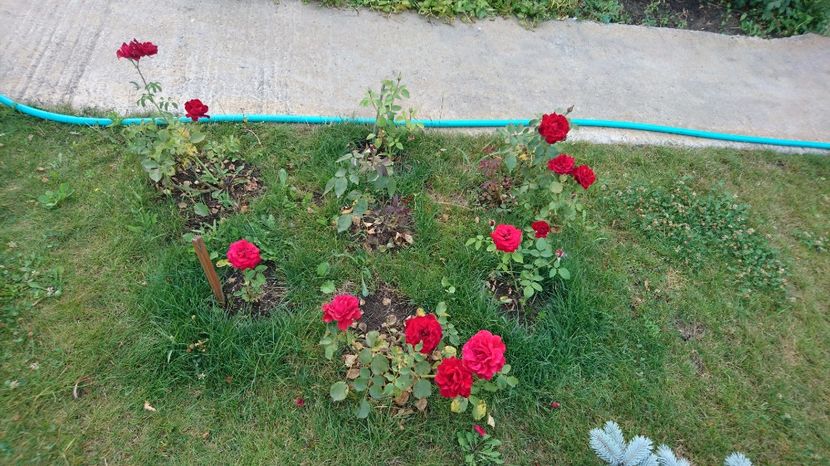  - Gradina Iulie 2017