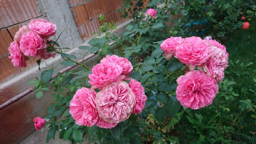  - Gradina Iulie 2017