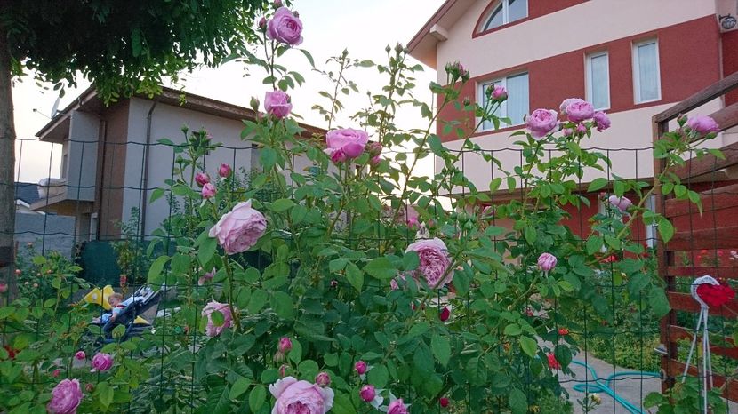  - Gradina Iulie 2017