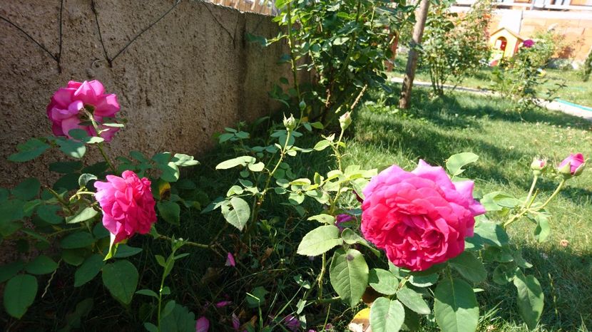  - Gradina Iulie 2017