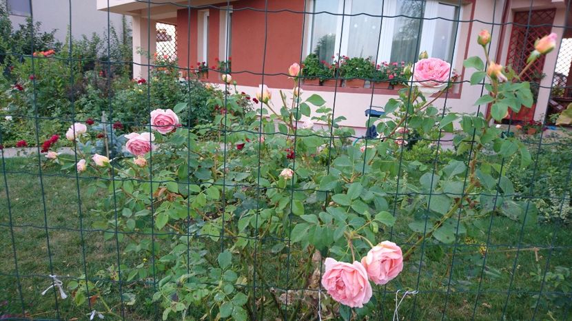  - Gradina Iulie 2017