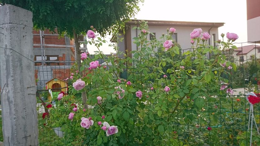  - Gradina Iulie 2017