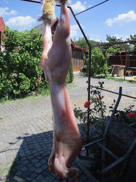 3,5 luni sacrif. !!! - SACRIFICARI