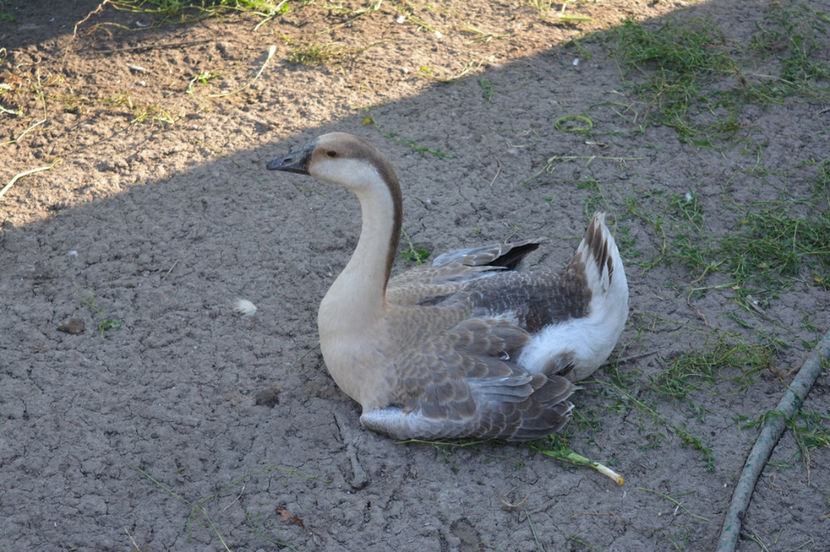 tineret seria a 3-a - B2 - Gaste Africane si Chinezesti