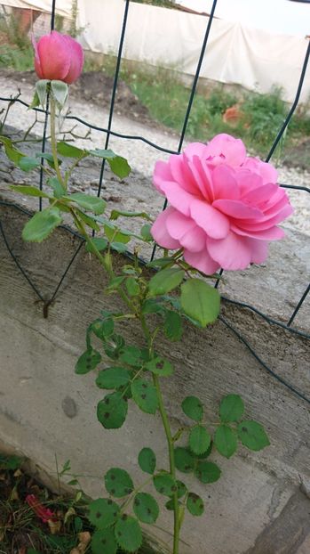  - Princess Alexandra of Kent