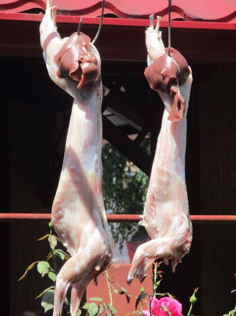 B.G.4,5 luni &Calif. 3,5 luni !!! - SACRIFICARI