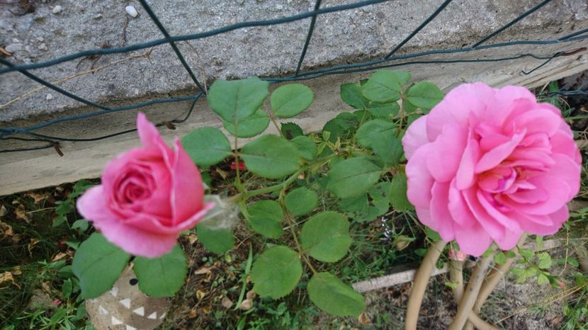  - Princess Alexandra of Kent