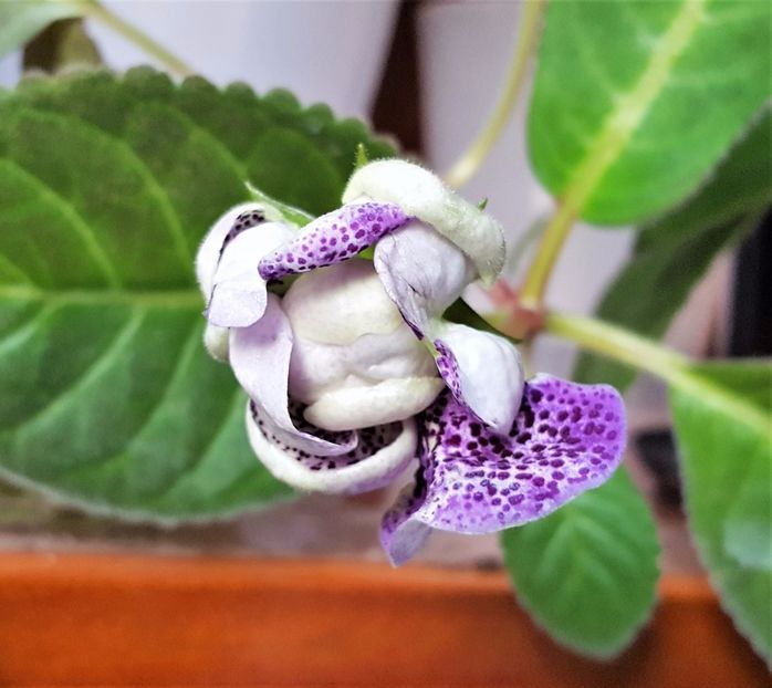  - Gloxinia