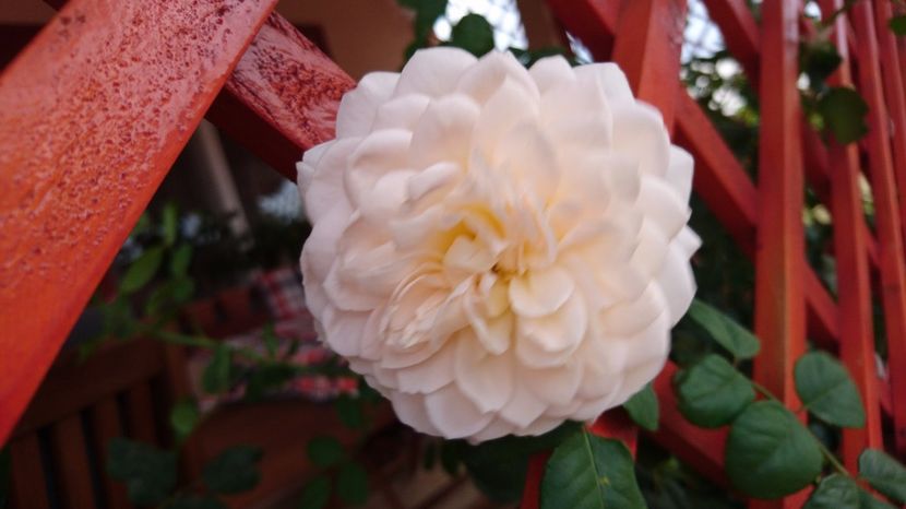  - Crocus rose