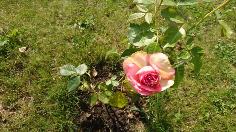  - Gradina Iulie 2017