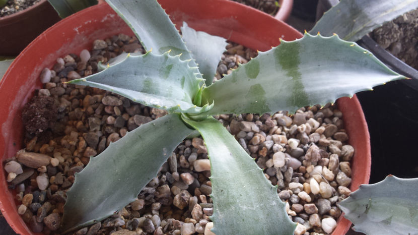 Agave deserti var simplex - Agave Deserti