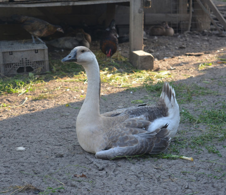 gascuta tanara - B2 - Gaste Africane si Chinezesti
