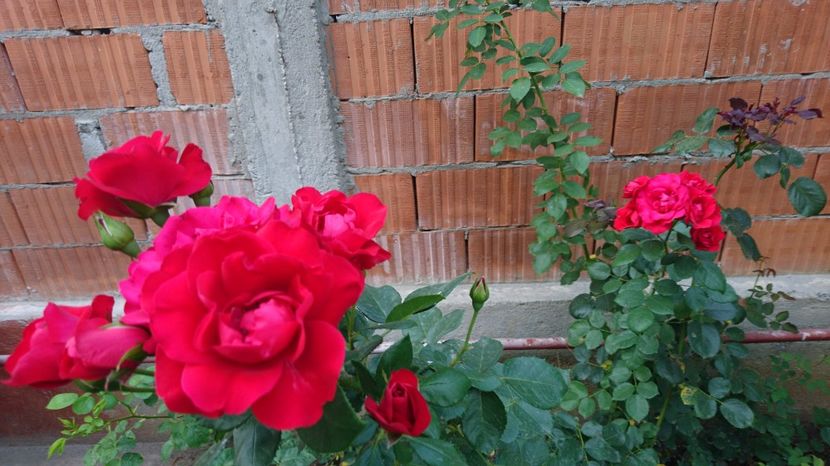  - Luat ca Papa Meilland-Probabil tot Negresco