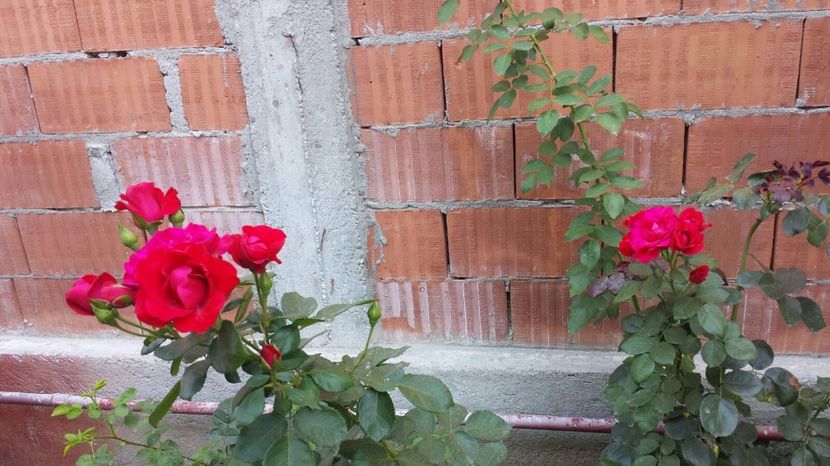  - Luat ca Papa Meilland-Probabil tot Negresco