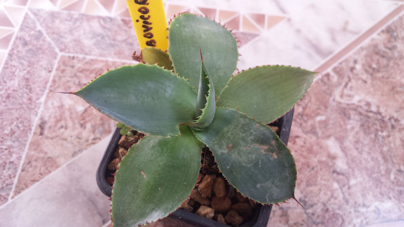  - Agave Bovicornuta