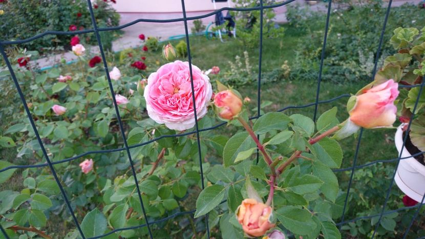  - Abraham Darby