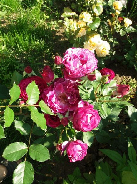  - Wild Blue Yonder Rose 1