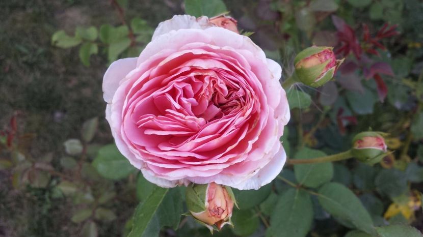  - Abraham Darby