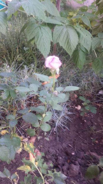 Butas Sisi - Trandafiri comerciali