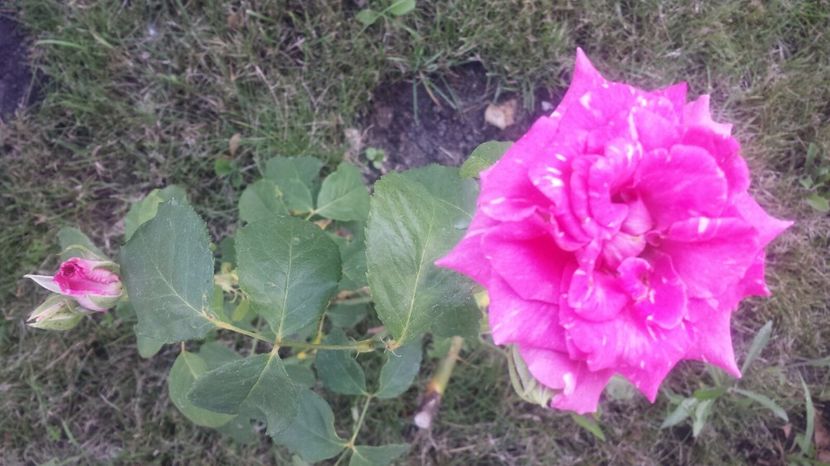 Identificat-reka - Trandafiri comerciali