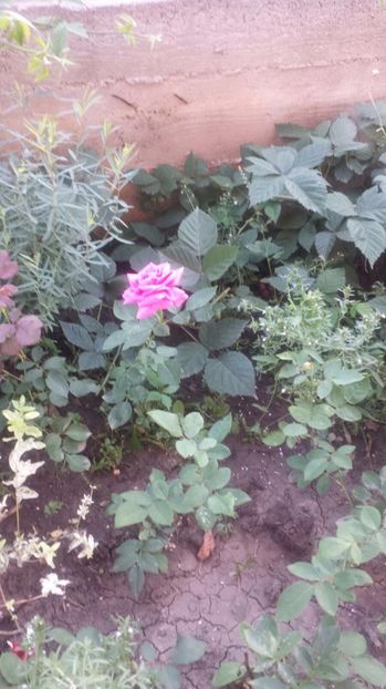 Butas passion - Trandafiri comerciali