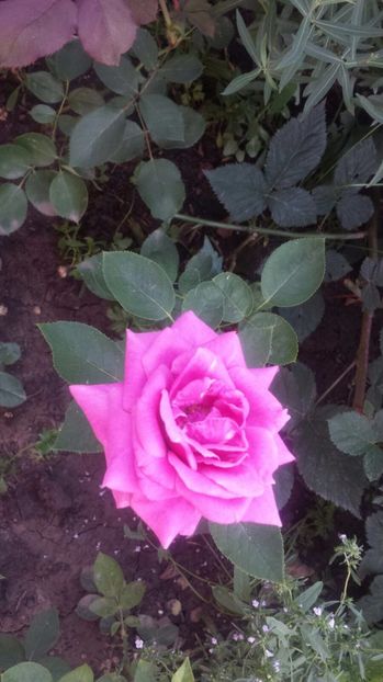 Passion - Trandafiri comerciali