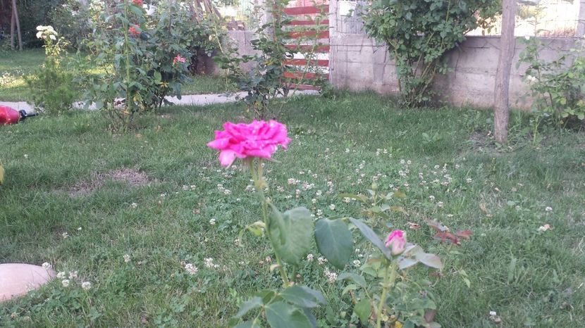 Reka - Trandafiri comerciali