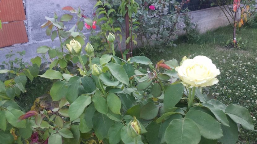 Akito - Trandafiri comerciali