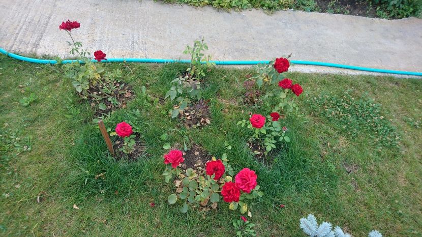 Don Juan, Damme de Coeur și Barkarole( centru) - Trandafiri comerciali