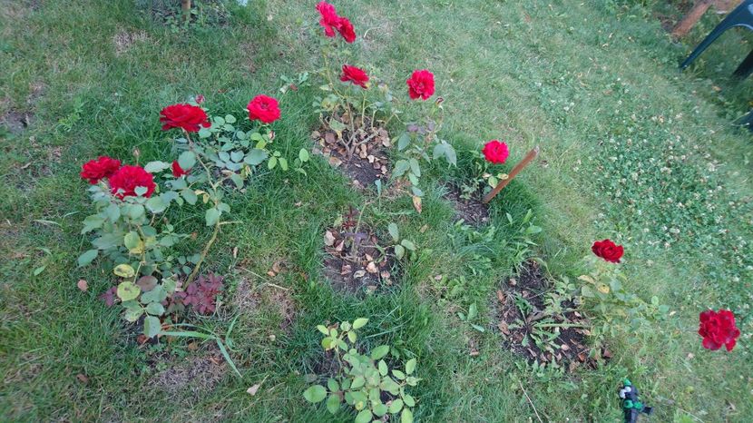 Don Juan, Damme de Coeur și Barkarole( centru) u - Trandafiri comerciali