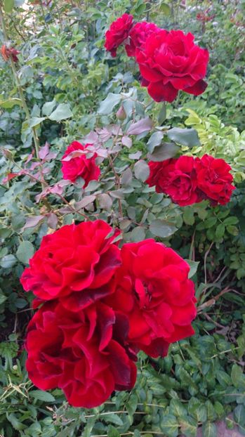 Don Juan - Trandafiri comerciali urcatori