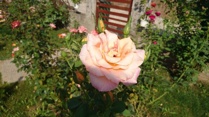 Rummy Martin - Trandafiri comerciali