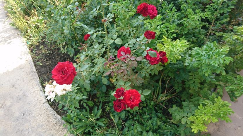 Don Juan - Trandafiri comerciali urcatori