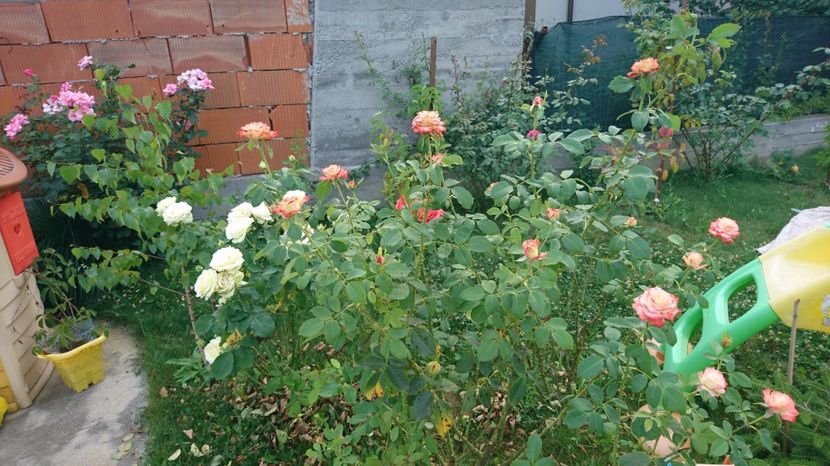  - Trandafiri comerciali