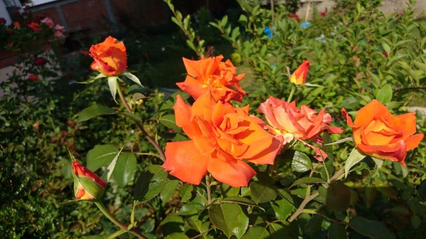 Monica - Trandafiri comerciali