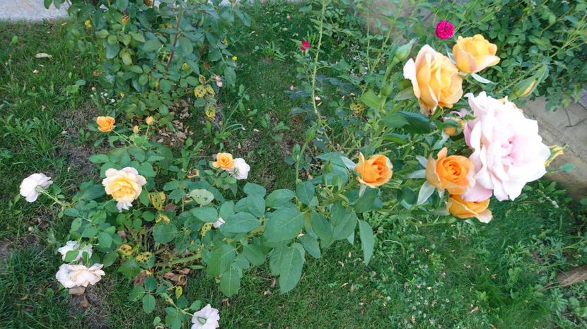  - Trandafiri comerciali