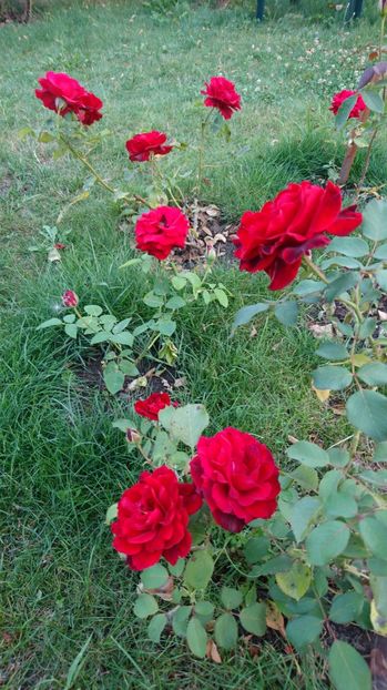  - Trandafiri comerciali