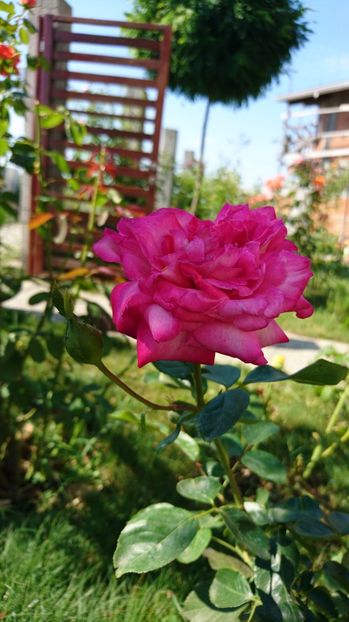 Isabel de Ortiz - Trandafiri comerciali