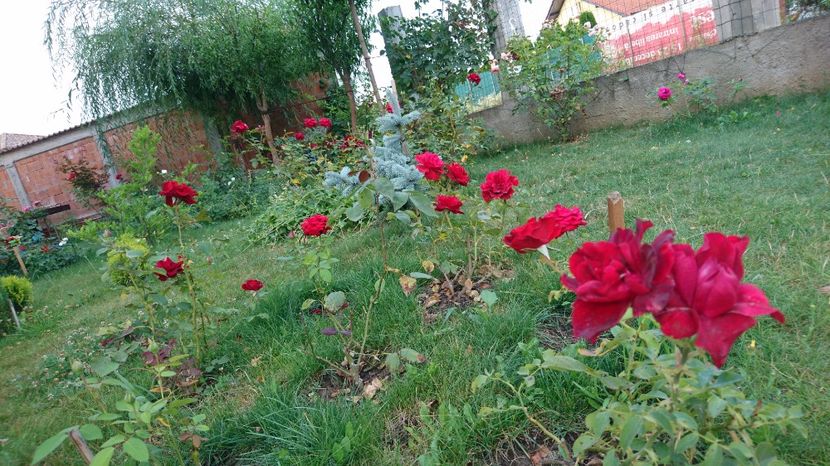  - Trandafiri comerciali