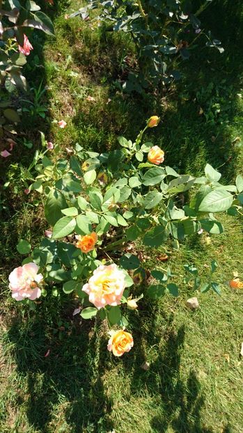  - Trandafiri comerciali