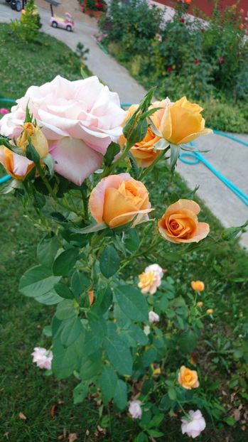  - Trandafiri comerciali