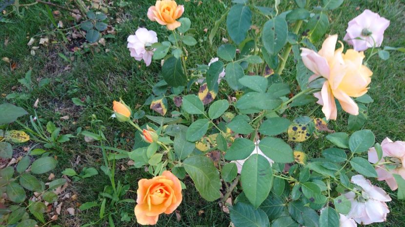  - Trandafiri comerciali