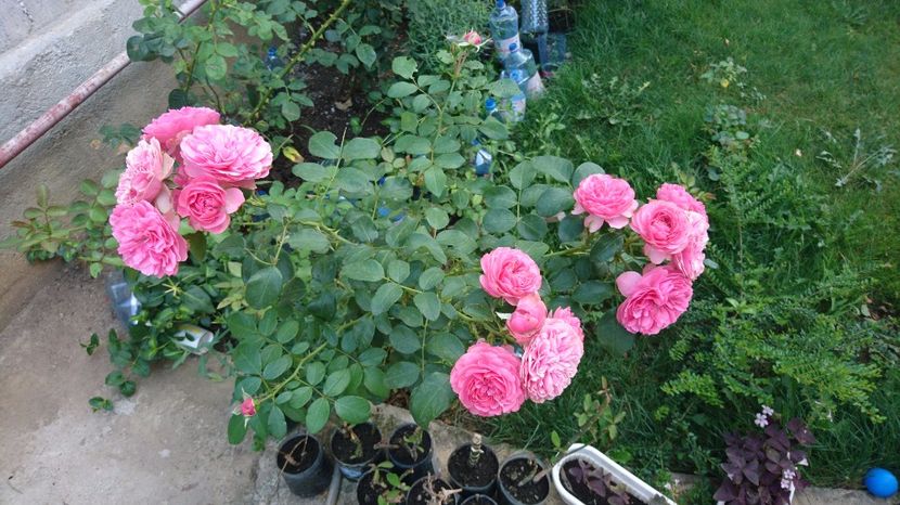  - Trandafiri comerciali