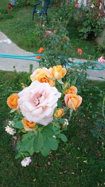  - Trandafiri comerciali