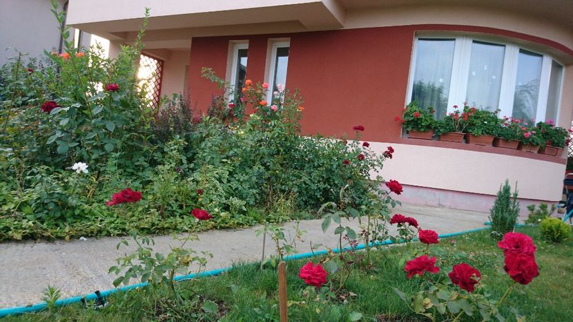  - Trandafiri comerciali