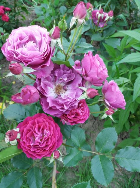  - Wild Blue Yonder Rose 1