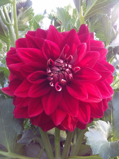  - AAAA_DALII 2015_2017_2018_2019_2020_2023