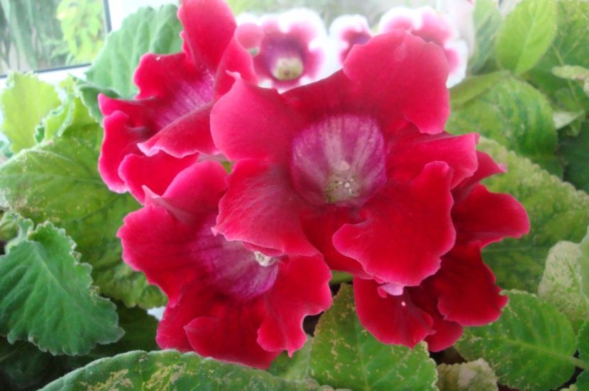  - Gloxinia