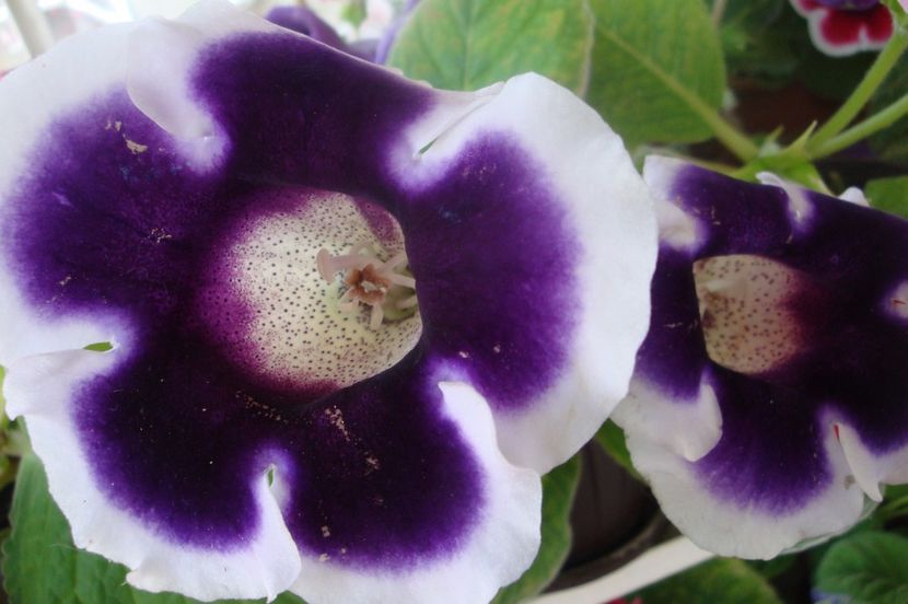  - Gloxinia